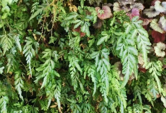 『精致』这些植物都可养在墙上,变精致的垂直植物景观,都可养在室内
