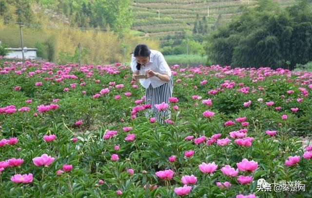 『观赏时间』全部免费!千亩芍药、500亩油牡丹花开成海… 周末约起