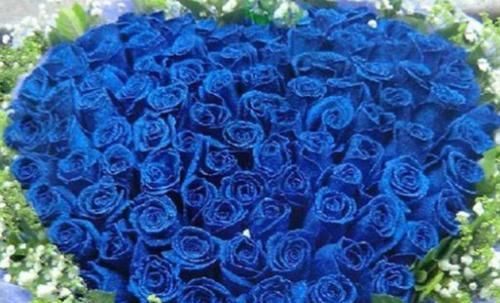  【试试】喜欢养菊，不如试试“玫瑰精品”蓝色妖姬，花中新贵，娇艳欲滴美
