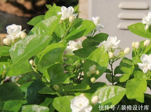 『特别』4种盆栽一年四季都开花,养在家中花不断,枝叶茂盛,大饱眼福