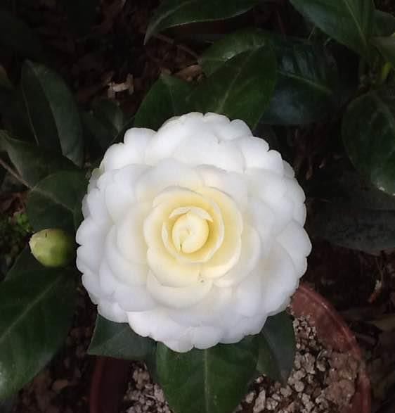  『传统』此花是中国传统名花，可媲美牡丹，植株低矮，还可盆栽观赏