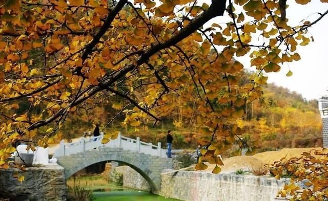 不用去婺源，湖北也有神仙秋景可赏，自驾2小时直达！