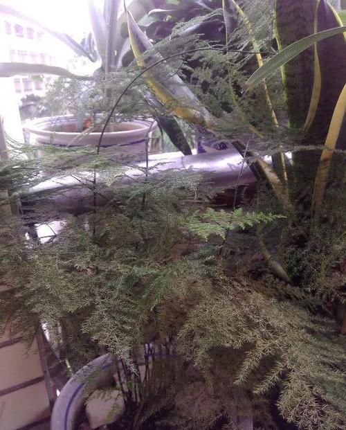  幸福树@这4种花最怕二手烟，连着熏两天，叶子花花往下掉！