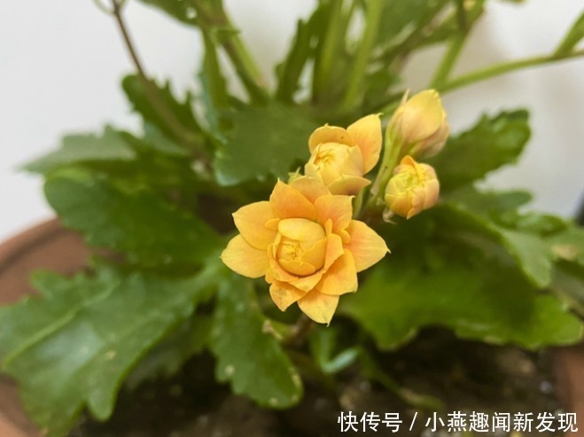 浇水@扦插后的长寿花怎么浇水?
