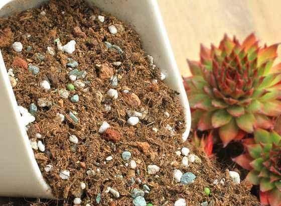  花钱：春天养花宝都在野外，挖点肥沃的养花土，不花钱养花好