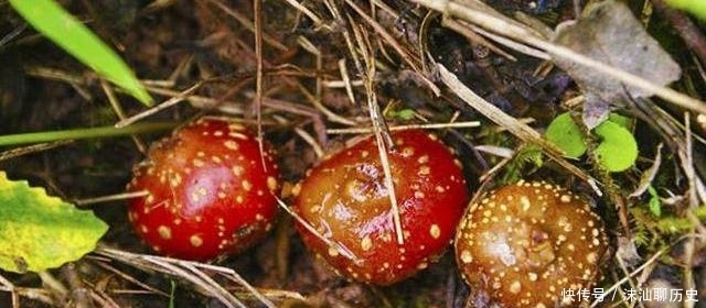 它不是蔬菜，却是许多人童年的回忆！农民可套种，市价35元一斤！