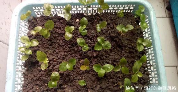  分株@掌握3种方法，花儿1盆变100盆，省了不少买花钱！