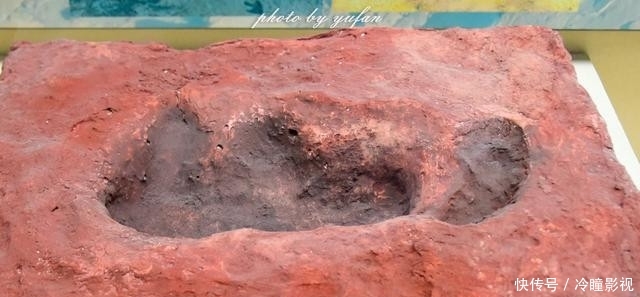  #恐龙蛋化石#世界上恐龙蛋最多的地方竟然就在广东，密密麻麻，