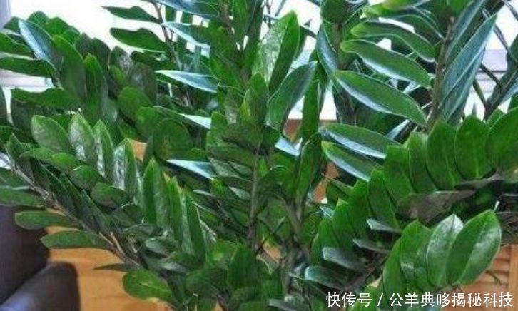  【阳光】4种“懒人花”，超耐旱好养，根本不用管，给点阳光就灿烂！