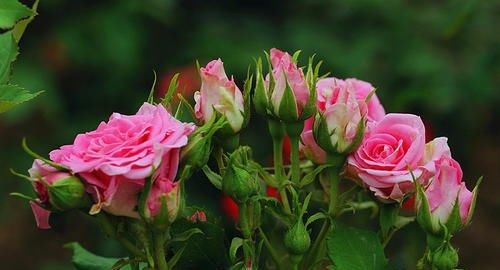 『浇花』家里的一种东西,用来浇花,像打鸡血一般开得一茬接一茬