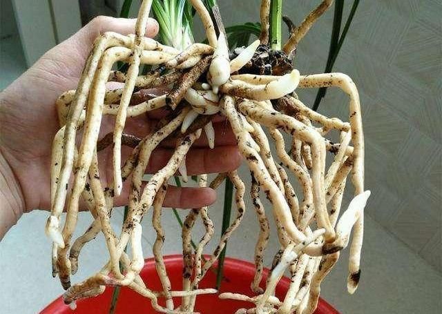  『家里』家里的兰花烂根不开花,肯定是犯了这3种错