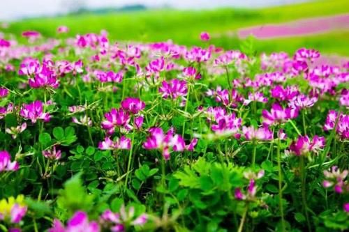 农村野草“劳资花”，全身是宝，你们那里叫什么？