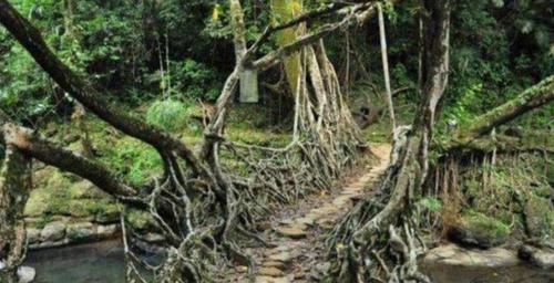 世界上最神奇的桥梁，没用一点钢筋水泥，走了500多年越走越安全