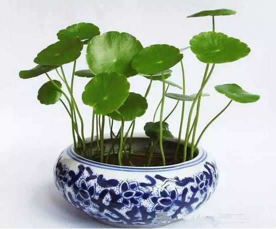  『侍弄』工作之余侍弄一下花草，这6种植物，没有“阳光”也能蹭蹭长