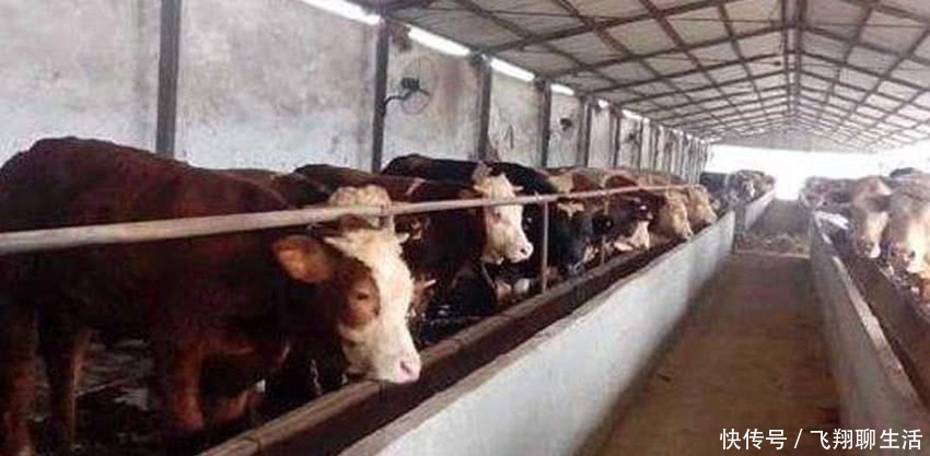  「条件」农村严禁养殖？这3个条件都达标，村干部也不能强制查封