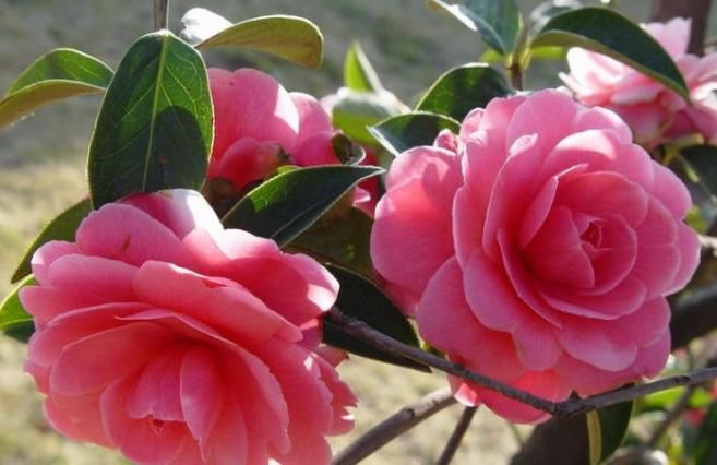  「富贵」几种经典名花，花开美艳绝伦，养家里，富贵满堂，好运连连
