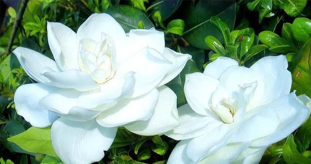  「光照」新买的栀子花有“3怕”,难怪黄叶、掉花苞,千万要管住手!