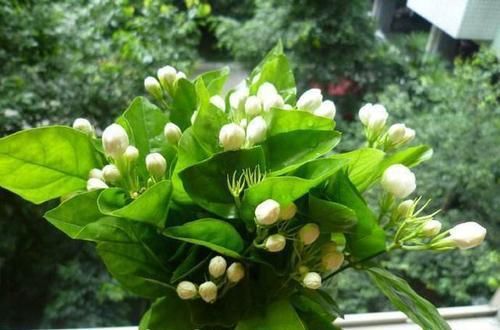 『枝干』掌握这3种方法，茉莉花扦插出好几盆，年年开花满屋飘香！