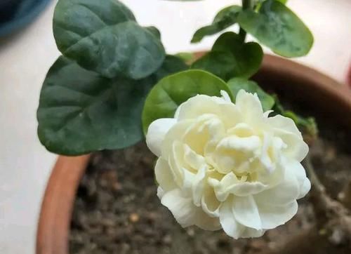  【调节酸碱度】茉莉花在25度的地暖房中枝条疯长可以修剪吗？茉莉花的花期是多久