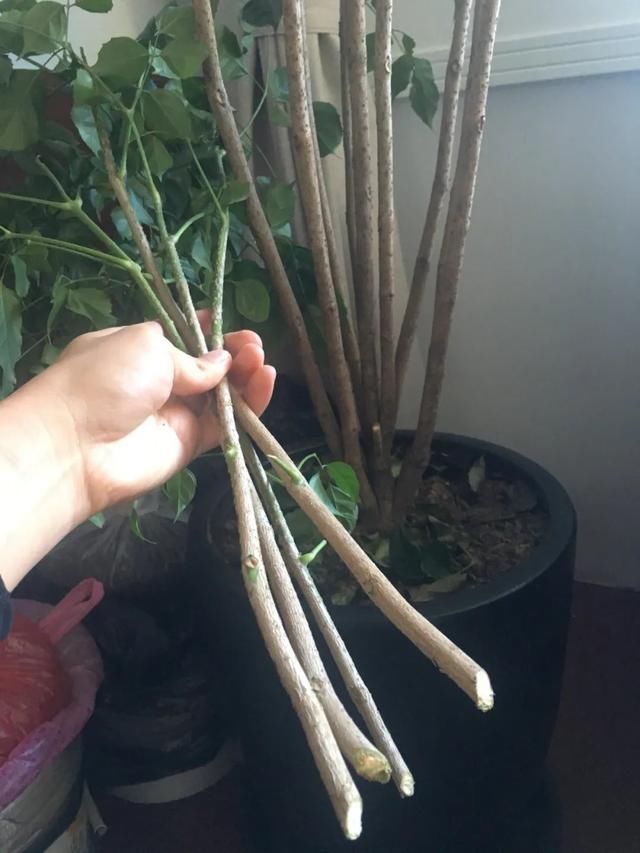  #散射光好#3种树，每月砍1刀，呼呼疯狂冒新芽！