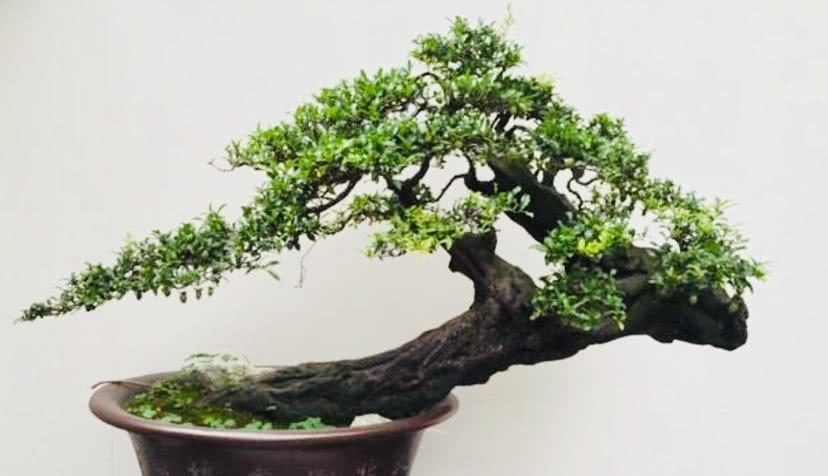 盆景欣赏：盆景塑造讲究师法自然 因势造型才能塑造佳景