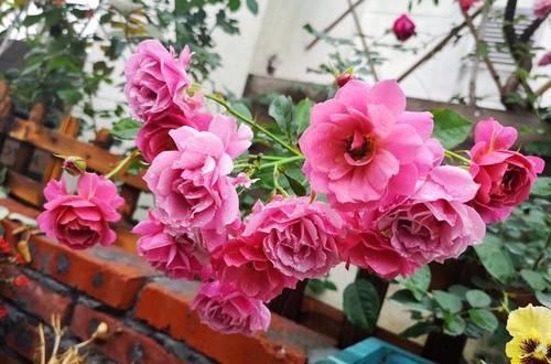  『季花葵』家里养盆这个花，枝条沾了“水土”就生根，一年养出几十盆