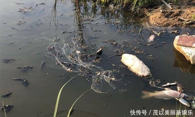  [斤左右]药鱼人干的好事，群鱼一夜之间全部翻白肚皮了！