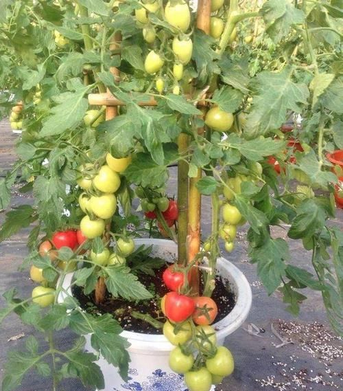  『邻居』阳台种菜，一个月长满盆，新鲜韭菜一茬接一茬，吃不送邻居