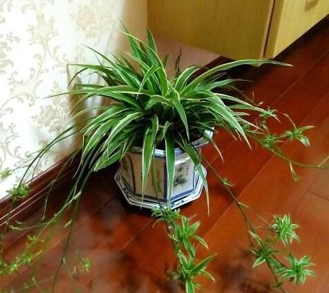 「豆腐渣」用一碗豆腐渣,来养吊兰,花剑疯长,小吊兰垂满地,太美啦!