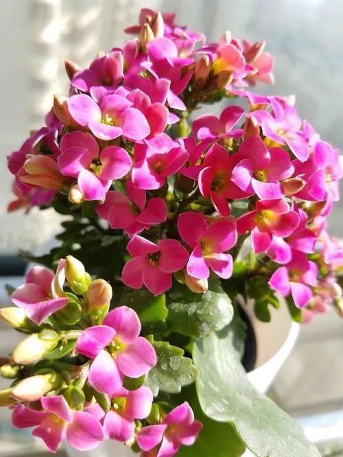  「图片作者」这6种花就是开花机器，养1盆能开200天，让你有花看