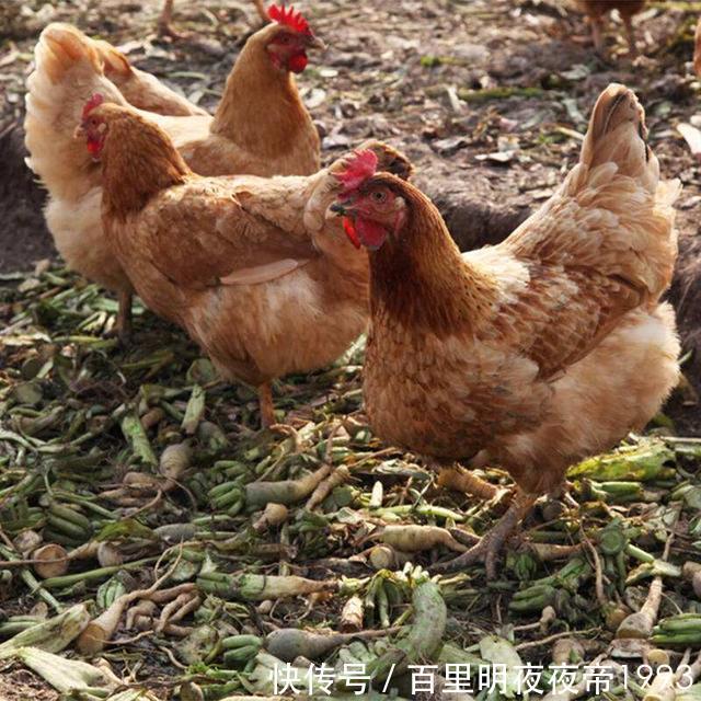  #鸡粪#曾经在农村很火的“林下养鸡”，为啥近年来没人干了？你