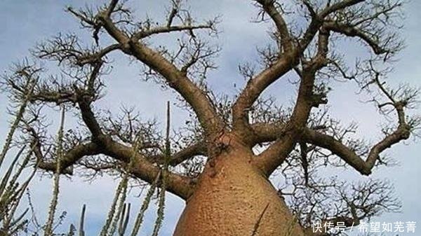 中国引进一种很神奇的树, 可储存12吨的水, 却被其他国家当做笑话