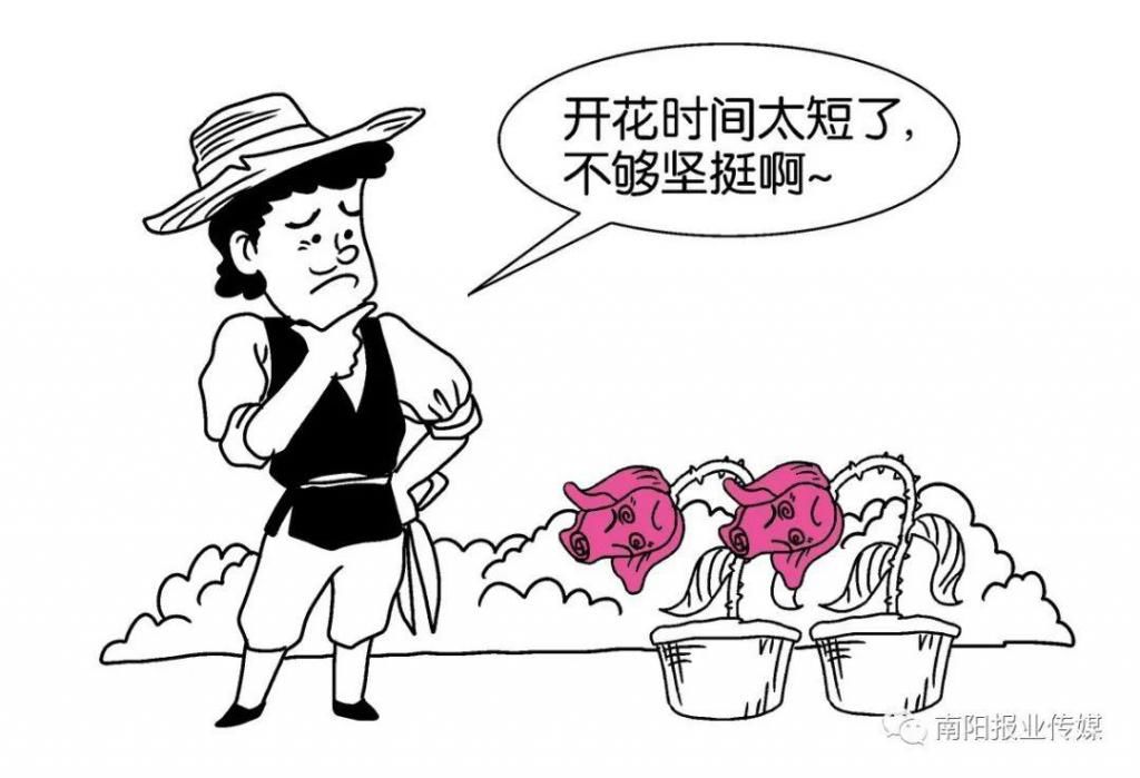  【玫瑰】哪有什么玫瑰？长哩美的都是月季！