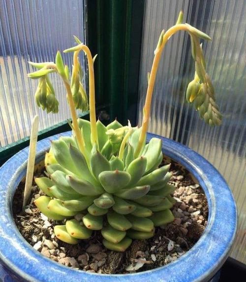  『花剑』多肉植物长花剑好不好，需要怎么处理？