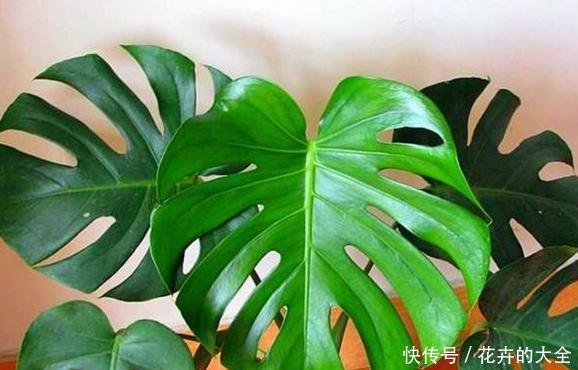 步步高:4种寓意好、颜值高的花卉,观赏价值高,懂花的人都会养
