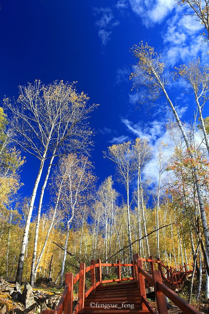 大兴安岭特大火灾澳洲火灾