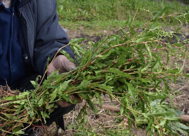 「种植物」池塘边,有1种“辣蓼草”很旺盛,以往“抓鱼”会用到它,用处多
