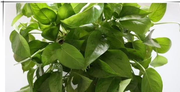 阿司匹林|想要绿萝长得绿油油,给它喂点“营养药”,7天爆成绿瀑布!