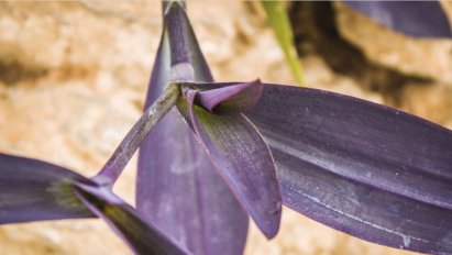  「花梗」农村常见的”鸭跖草“，随处可见，价值不菲，珍惜鸭跖