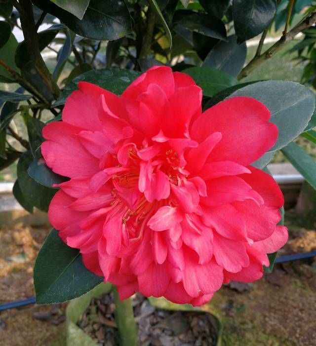  『技巧』认识四季茶花，四季茶花的四季浇水和喷水技巧
