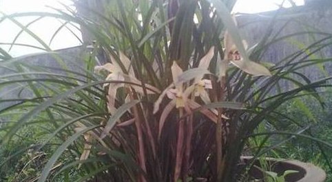  [技巧]养兰花,学会这3个“技巧”,花开多多,芽冒疯了!