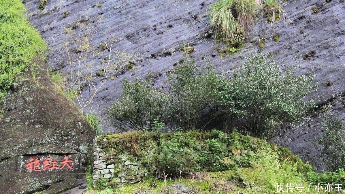  【看守】中国3棵“宝贝”树, 投保上亿还有警卫看守, 有1棵已将