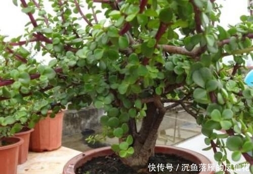  「黄豆营养水」不要嫌弃马齿觅廉价，按照2点要求做，轻松养成千元老桩盆景