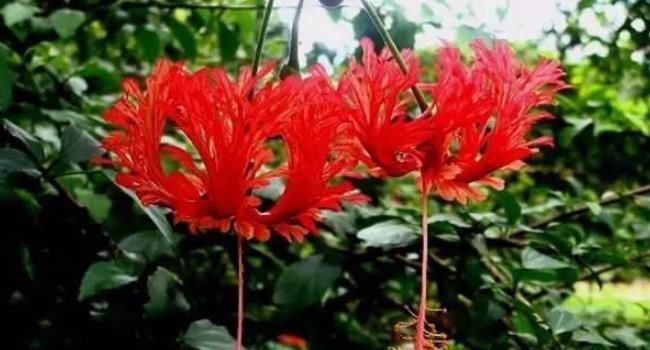 『垂吊花』世界最美的4种垂吊花，简直美出天际，看一眼就疯狂爱上她！