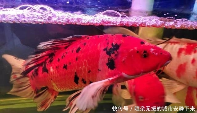 【水质】鱼缸水质浑浊因为水温低,硝化细菌死了,什么季节还拿水温说事?