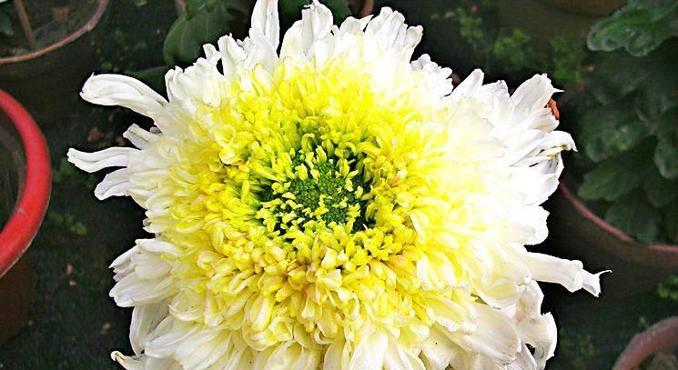  [玉衣]冬天养菊花，就养盆“精品菊花”西施倩装，似翡翠玉衣，矜持舞魅