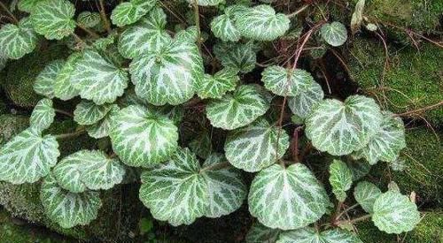  「适合」1种耐阴盆栽，俗称“虎耳草”，适合养在室内，来看怎么养