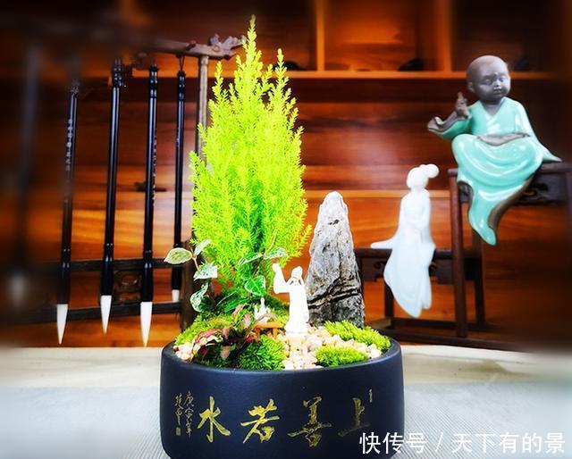睡眠|睡眠不好,可以养盆香松小盆栽,好看好养还助睡眠