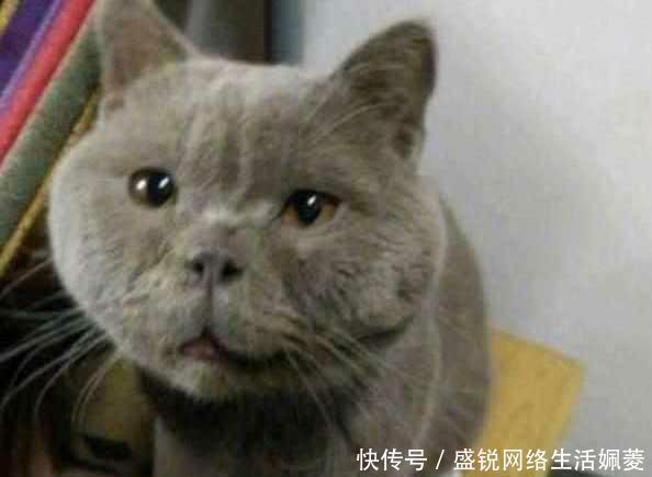 花大价钱买了一只小蓝猫,养了一年后主人