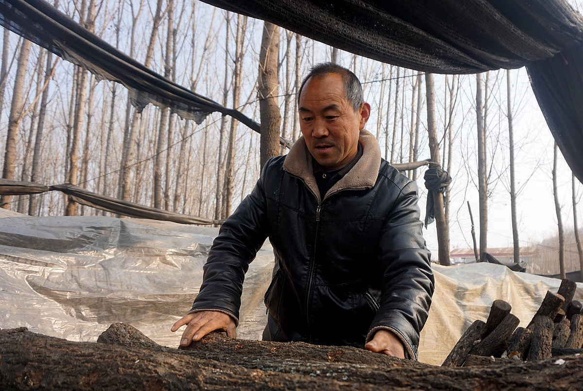  「远销」男子家门口种香菇17年：产品远销日本韩国 称挣钱看孙子